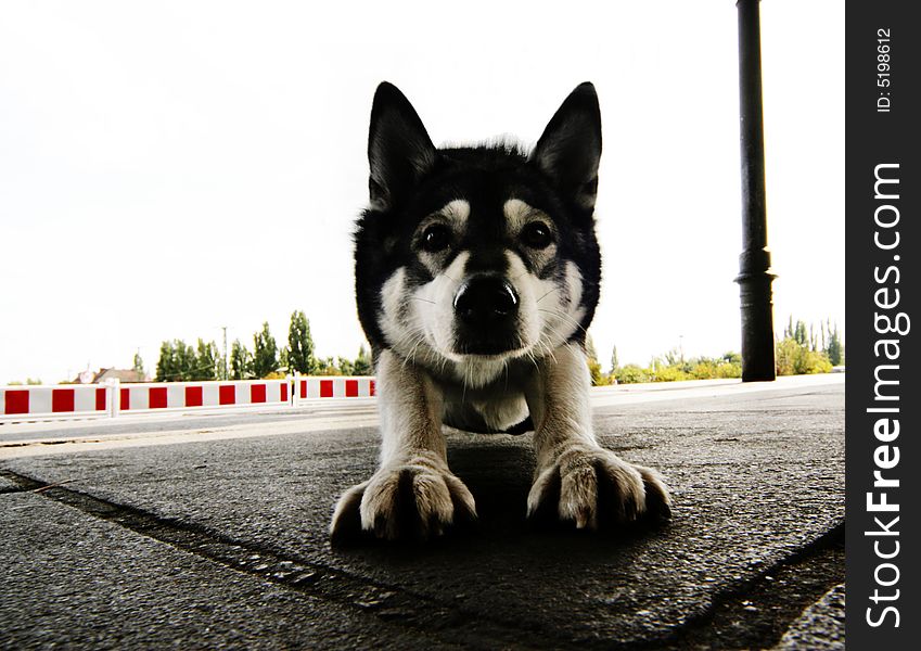 Husky, eye in eye with the camera