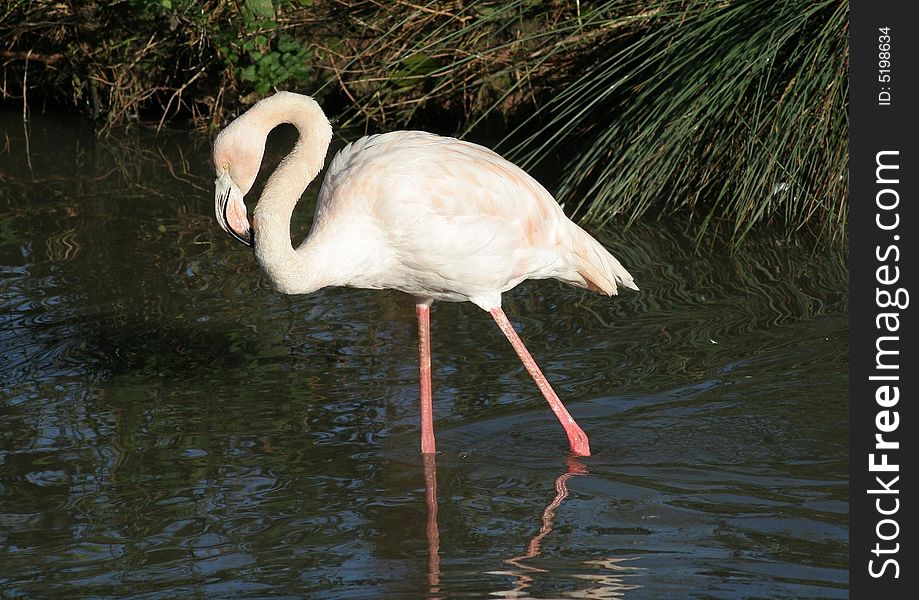 A flamingo walking in water.