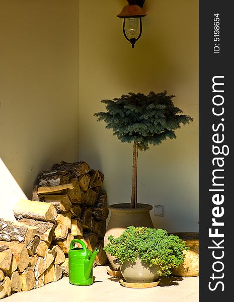 Still life at house with plant in flowerpot