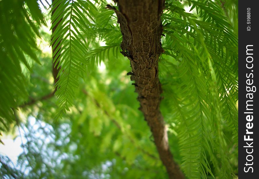A branch and leaves of a rare type of spruce tree