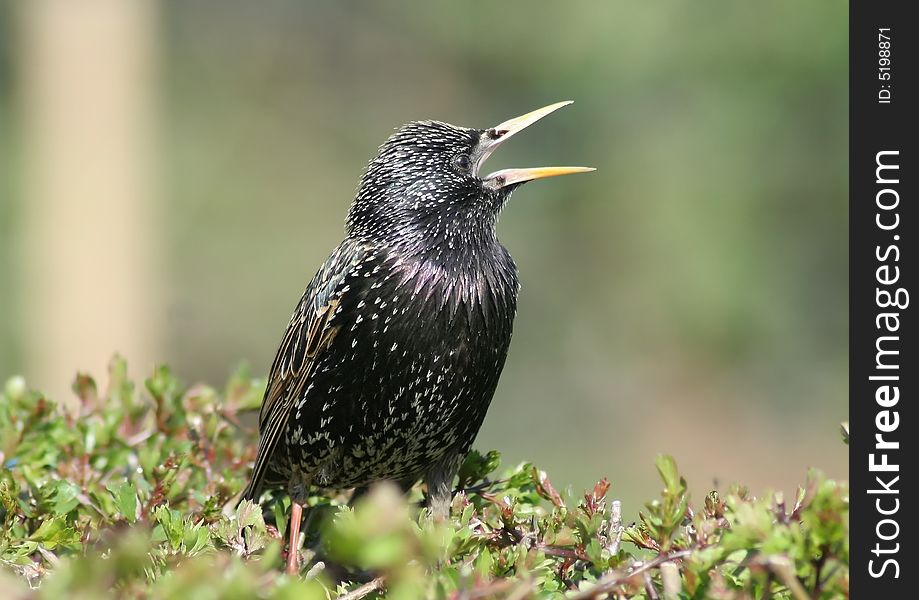 Starling searching for food on a hedge.