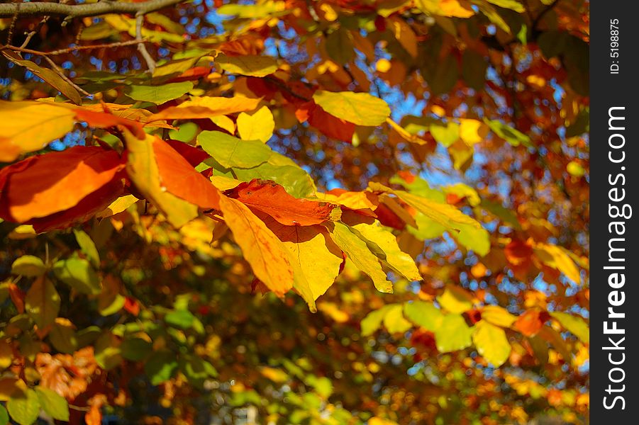 The bright, shining colours of leafs in autumn