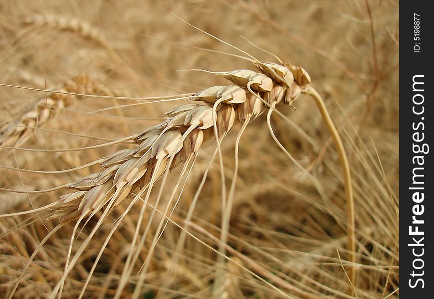 Mature Wheat Ear