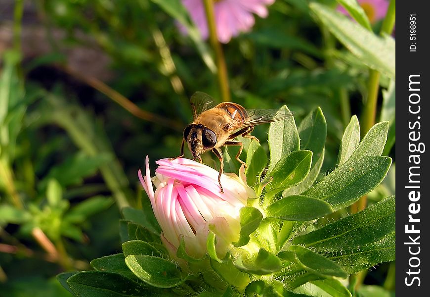 the summer sun, Bee on flower, a lot of greens