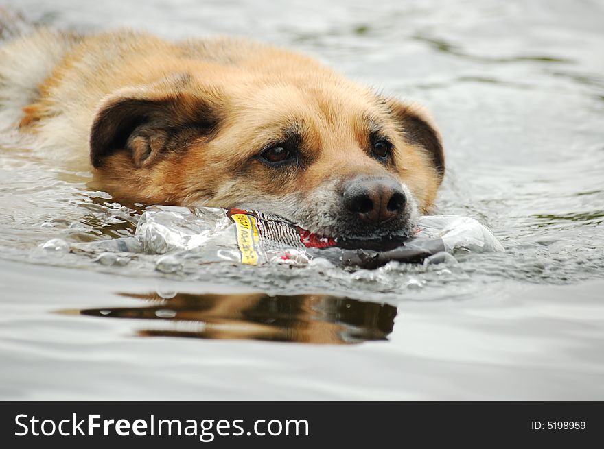 Dog Swimming With Plastic Bottle