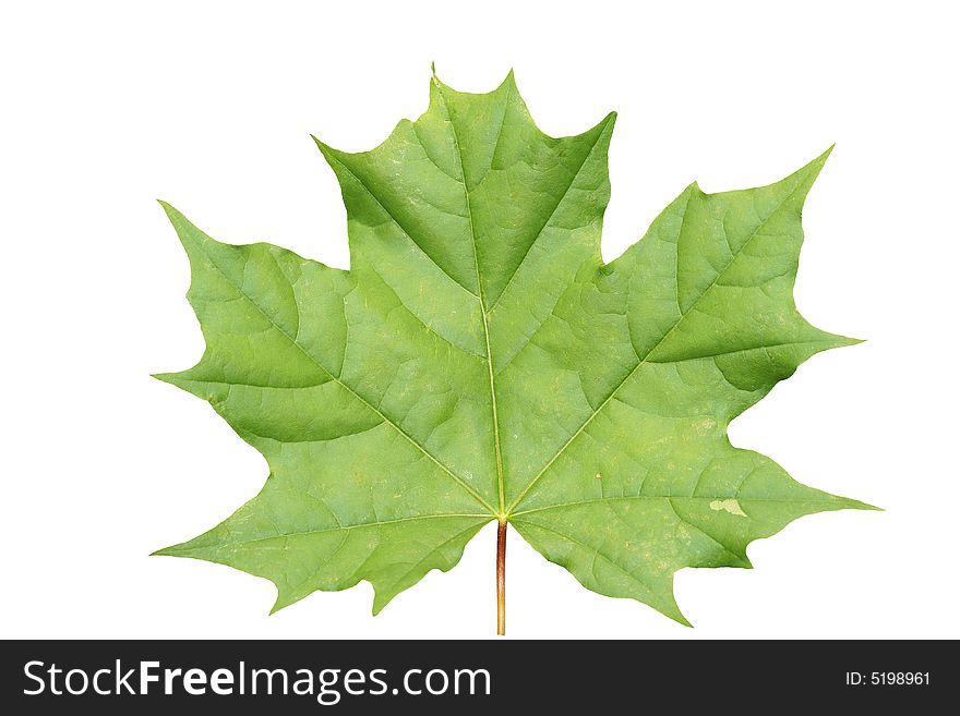 Green leaf of the maple