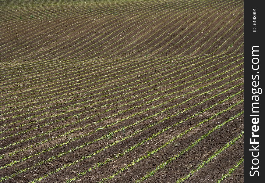 Newly planted corn field green lines effect