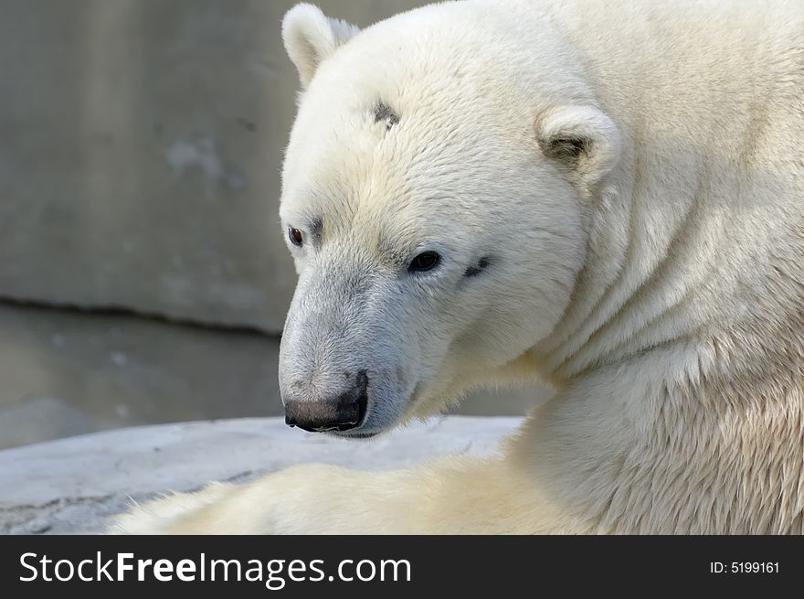 Polar bear sitting and thinking in the city zoo