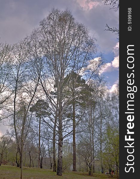 Large old birches and pine trees in the spring city park. Large old birches and pine trees in the spring city park