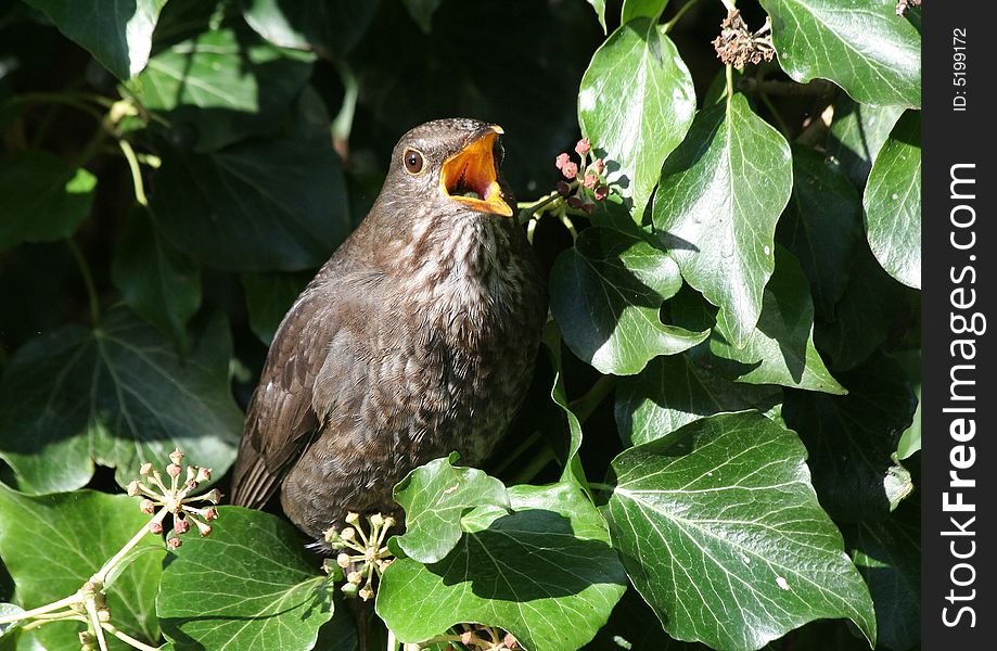 A thrush feeding in a tree.