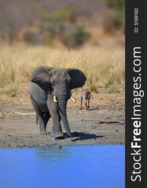 A Waterbuck casted away by african elephant bull walking straight to the water hole (South Africa). A Waterbuck casted away by african elephant bull walking straight to the water hole (South Africa)