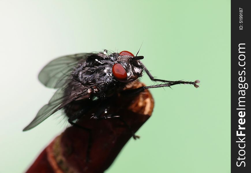 This fly is washing his hands at the top of a little brache. This fly is washing his hands at the top of a little brache.