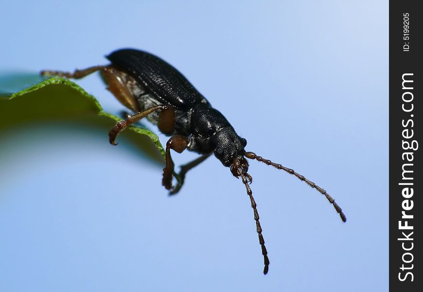 This beetle is about to take off from the little leaf. This beetle is about to take off from the little leaf.