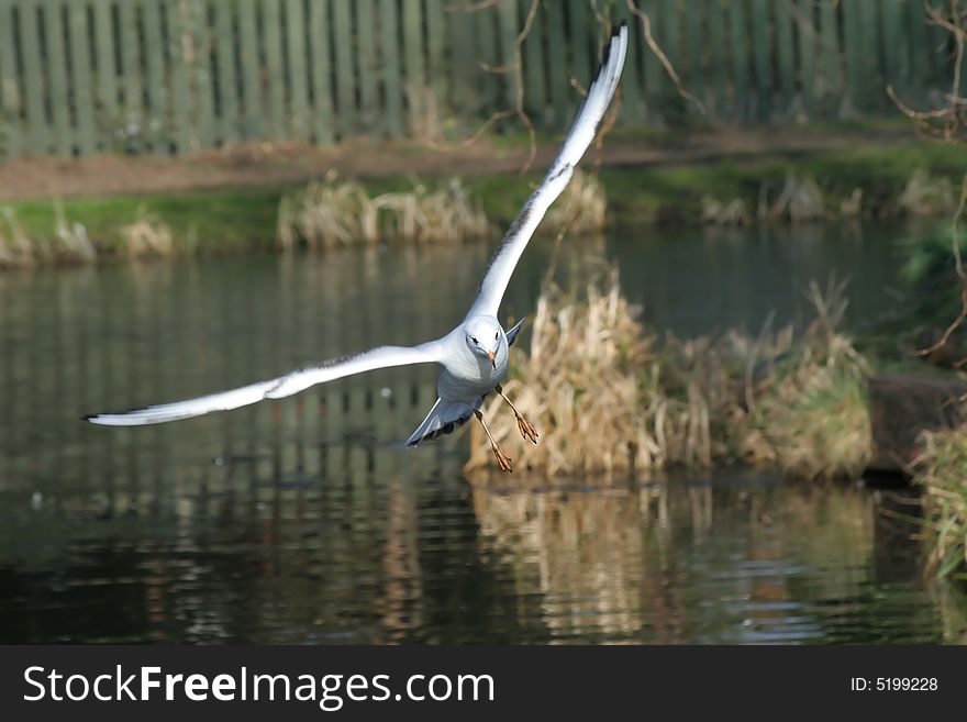 A seagull in flight over local canal.