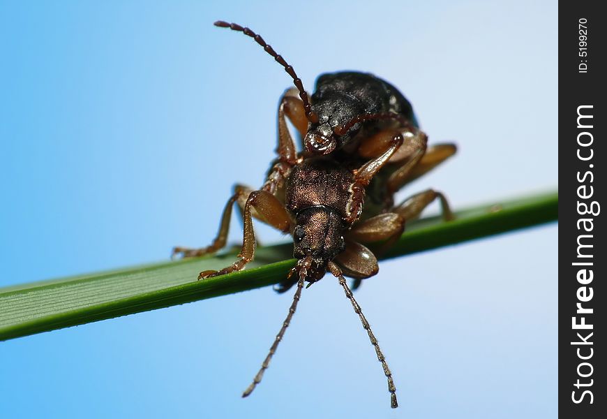Beetles making love