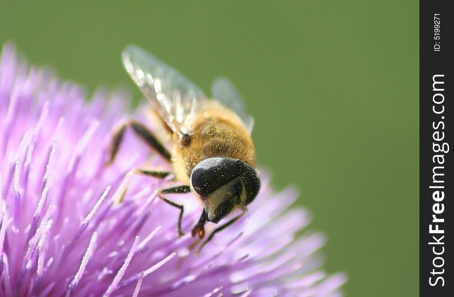 A bee looking for pollen.