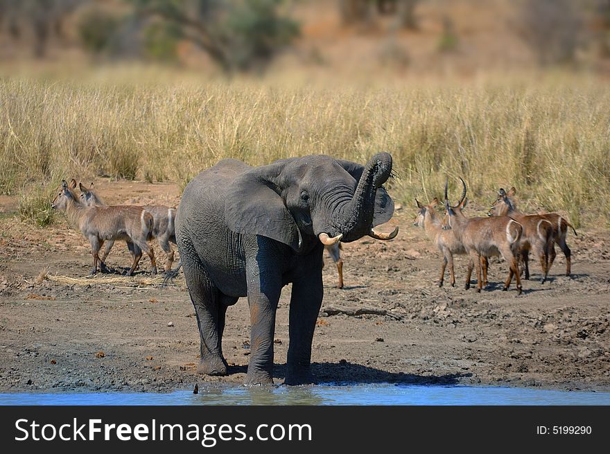 African elephant at a water hole with Waterbucks in the background (South Africa). African elephant at a water hole with Waterbucks in the background (South Africa)