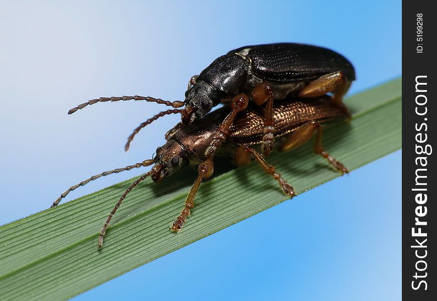 Beetles In Love