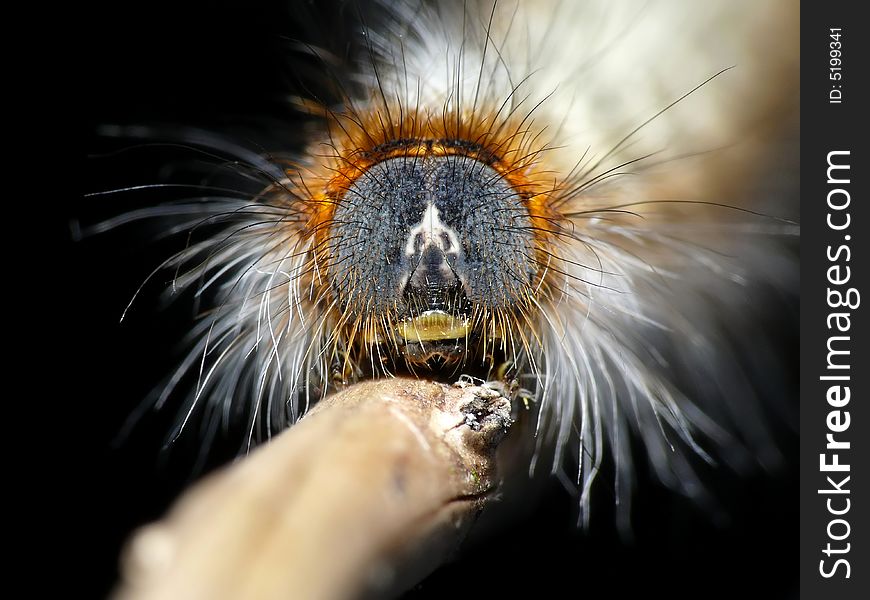 Scary Hairy Caterpillar