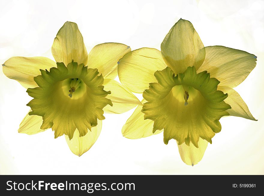 Yellow narcissis on a white background