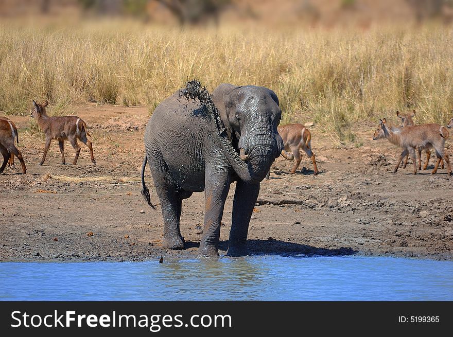 African elephant at a water hole with Waterbucks in the background (South Africa). African elephant at a water hole with Waterbucks in the background (South Africa)