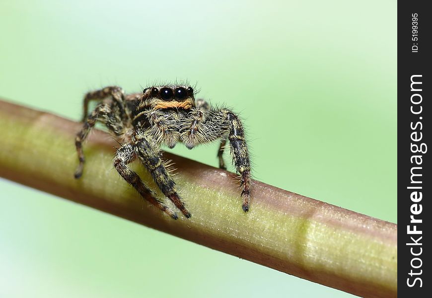 Lovely Jump Spider