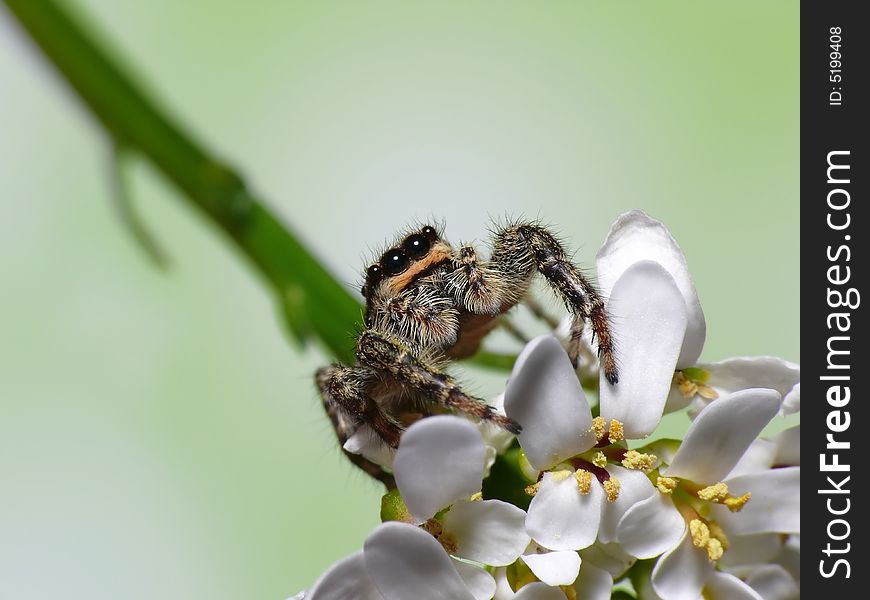 Jump Spider On Flower