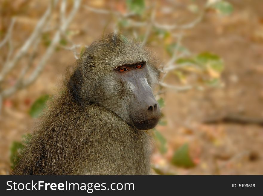 The Chacma Baboon (Papio ursinus), also known as the Cape Baboon, is, like all other baboons, from the Old World monkey family (South Africa)