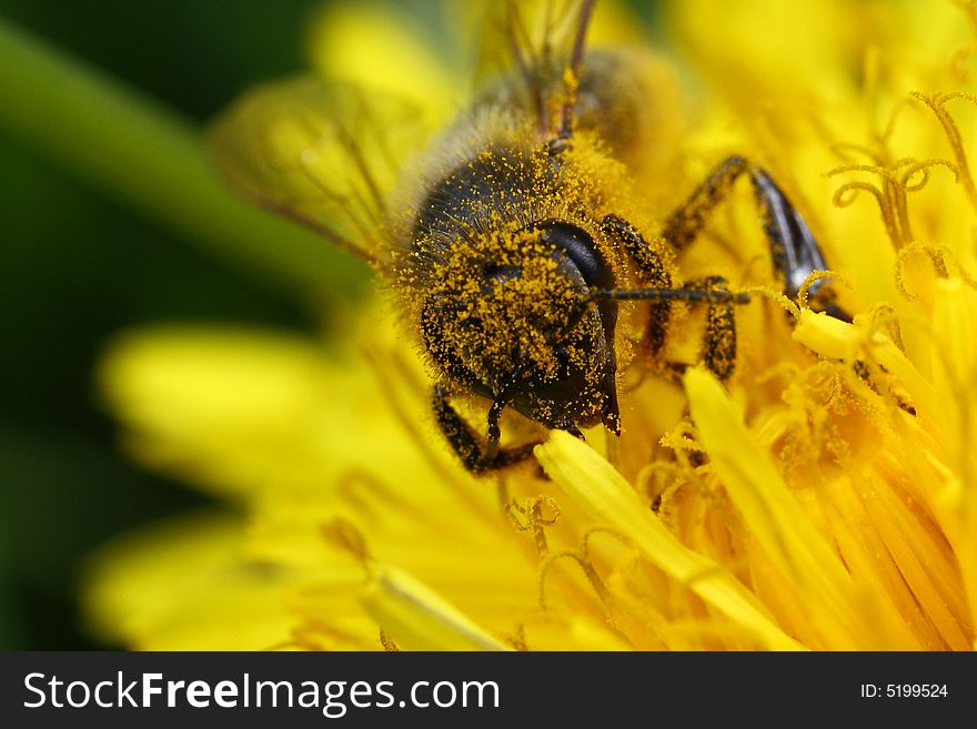 Worker bee on flower dandelion.