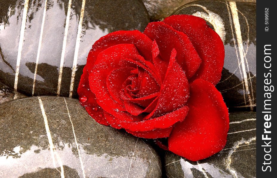 Beautiful red rose on sea stoness