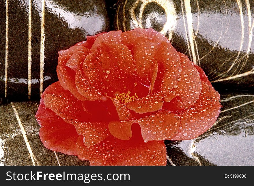 Beautiful red rose on sea stoness