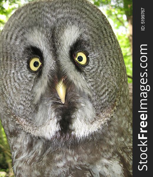 Detail night-bird gray owl