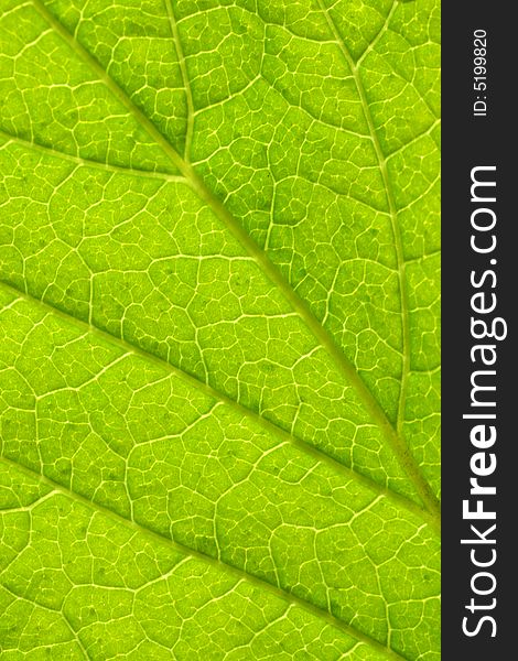 Amazing close up of green leaf