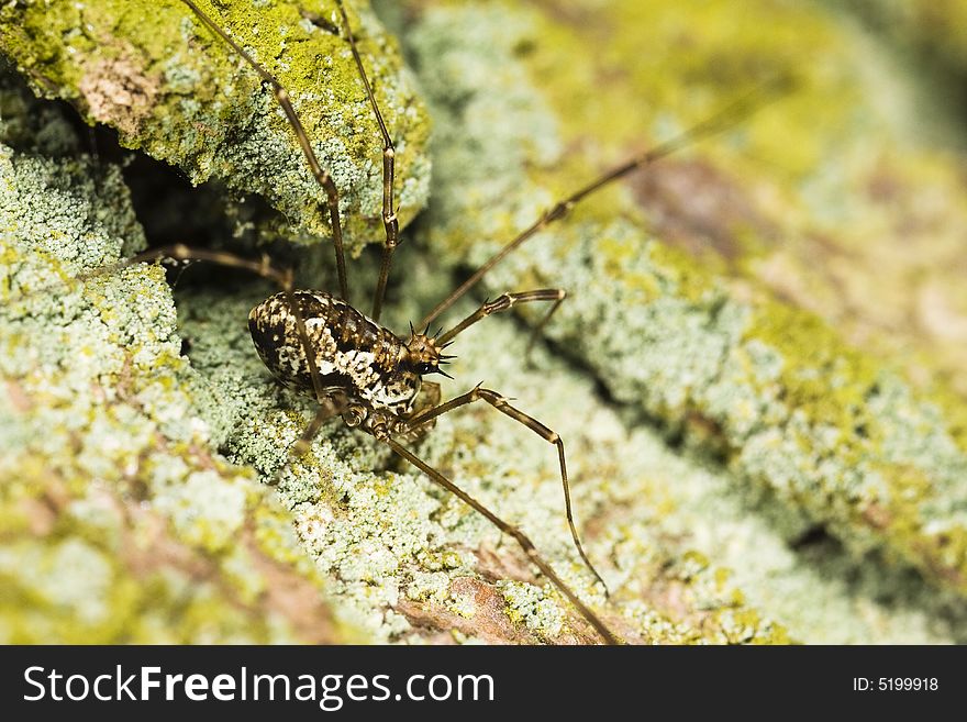 Harvestman Close-up Macro Insect