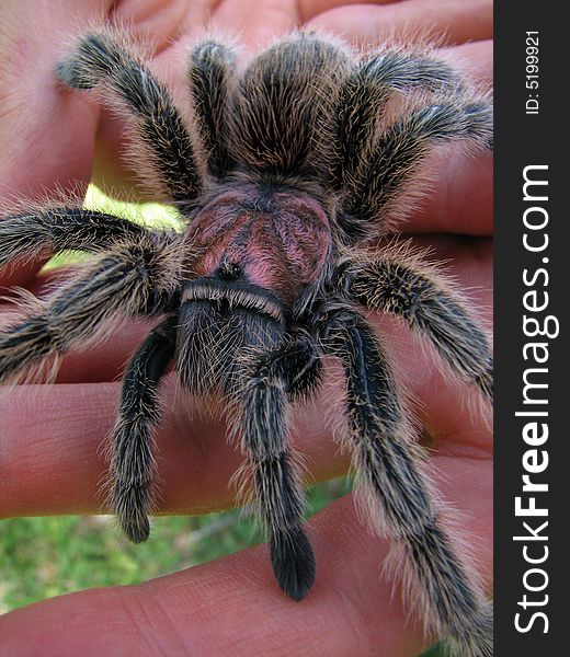 Rose hair tarantula rests in mans hand. Rose hair tarantula rests in mans hand.