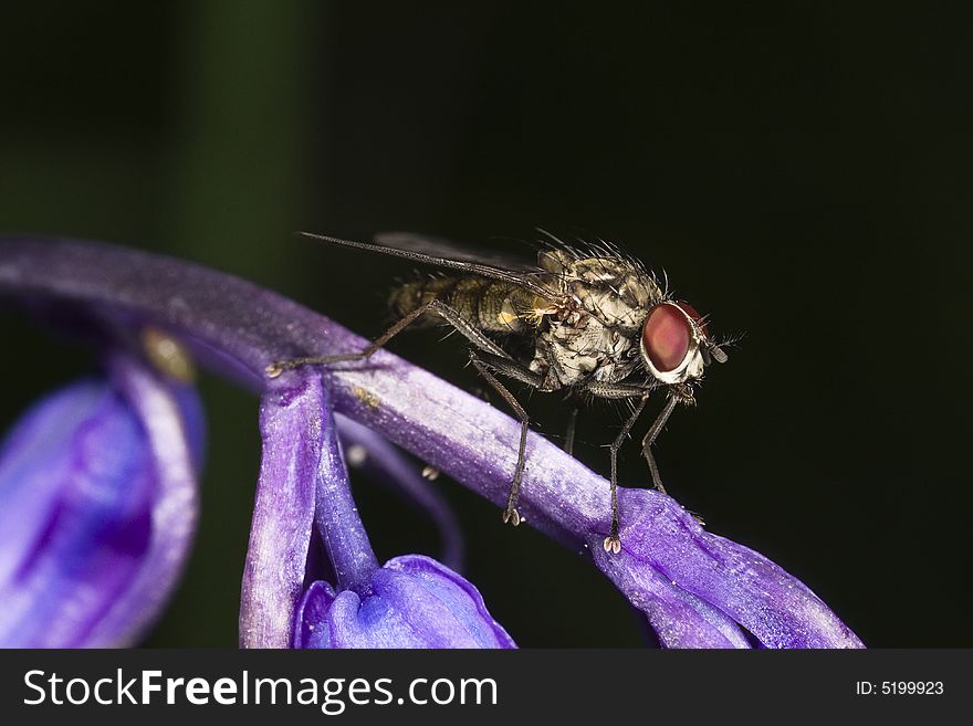 A close-up macro photograph of a fly resting on some Scottish Bluebells. A close-up macro photograph of a fly resting on some Scottish Bluebells