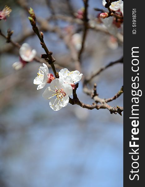 Apricot tree -Prunus armeniaca- being prepared to give apricot afterwards