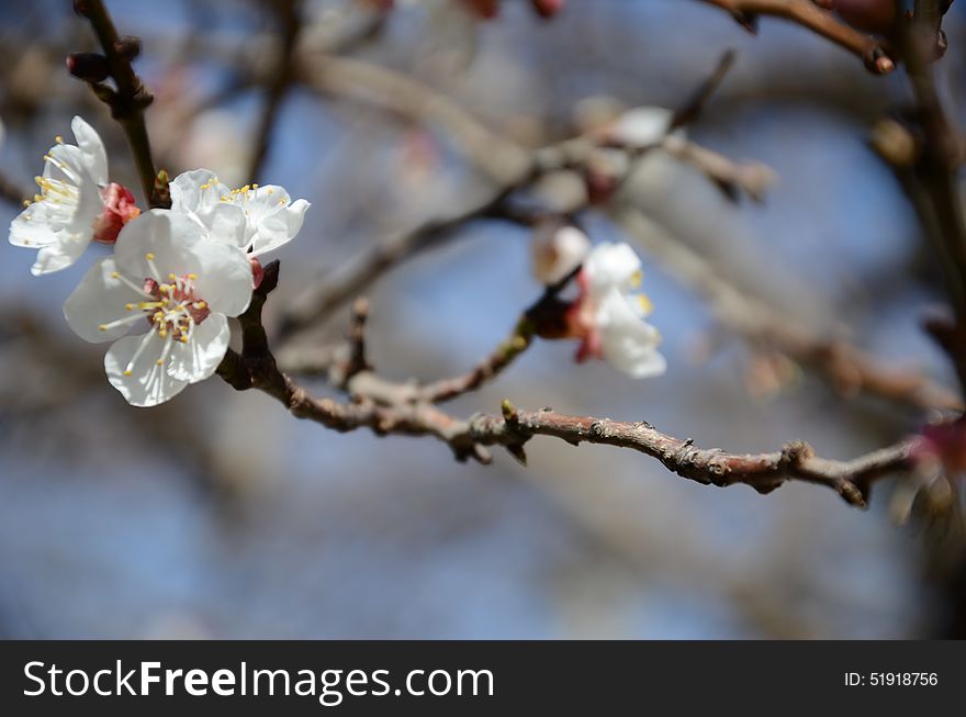 Apricot tree -Prunus armeniaca- being prepared to give apricot afterwards