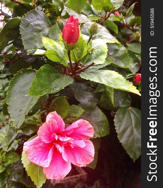 Red hibiscus flowers in Singapore