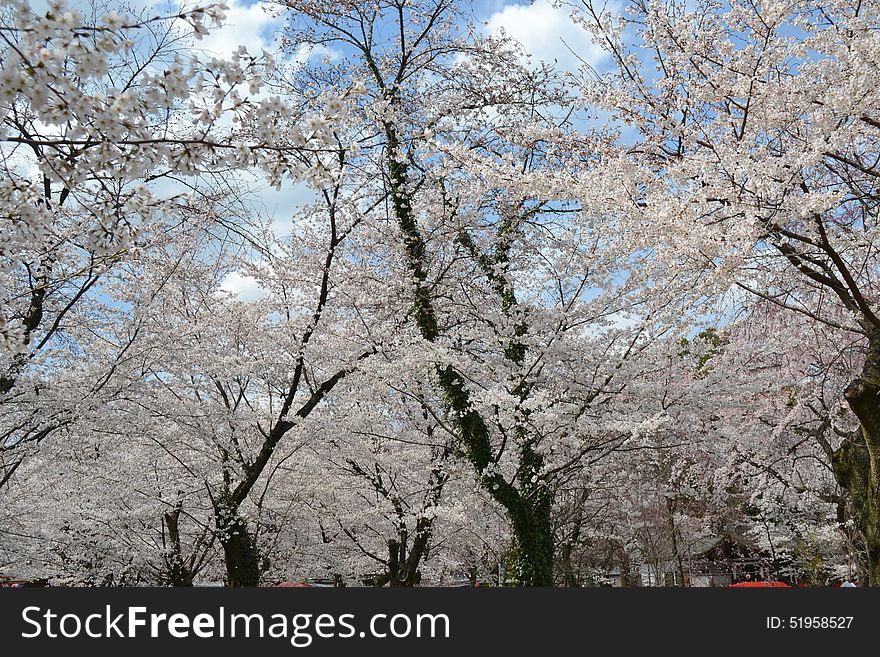 Spring in Kyoto, Japan