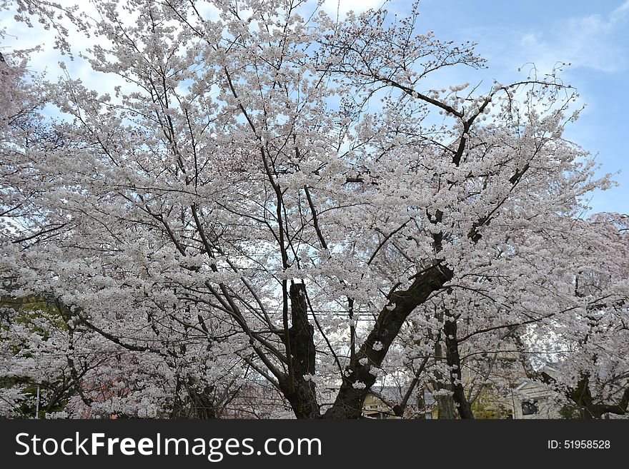 Spring in Kyoto, Japan