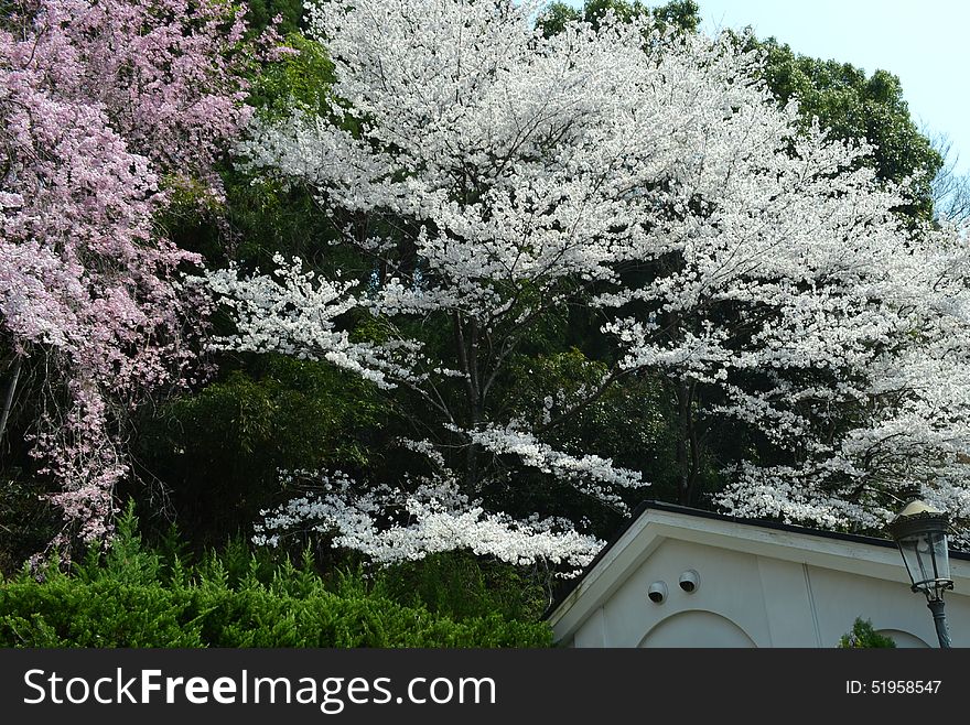 Spring In Kyoto, Japan