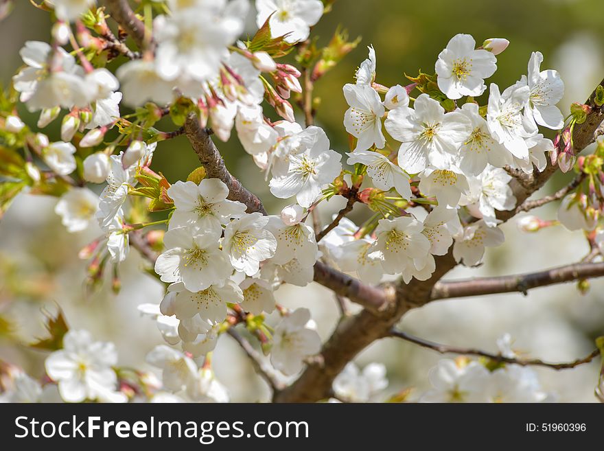 Spring Blossom flowers on branch