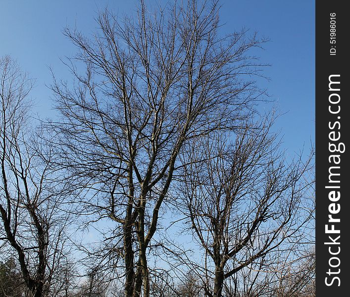 Bare branches against a vivid blue sky. Bare branches against a vivid blue sky.