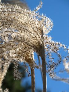 Pampas Grass Stock Image Pampas Grass Stock Image