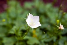 White Flower Stock Photo White Flower Stock Photo