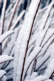 Branches Covered In Snow Royalty Free Stock Image