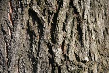 Free Tree Bark Royalty Free Stock Image - 525146