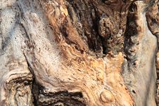 Old Tree-trunk Stock Photography