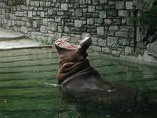 Yawning Hippo Royalty Free Stock Photography